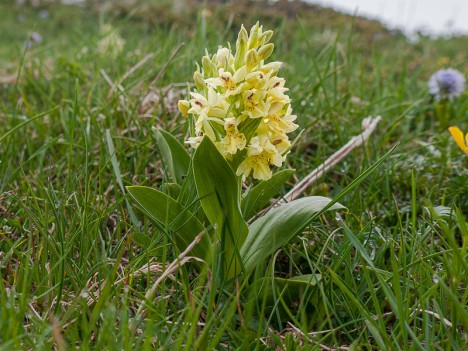 Orchis à odeur de sureau, jaune