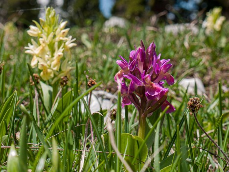 Jaune ou pourpre, l'Orchis à odeur de sureau