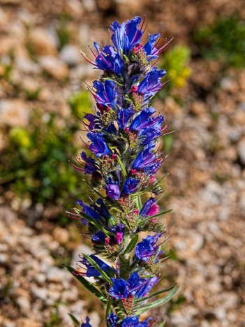 Vipérine commune