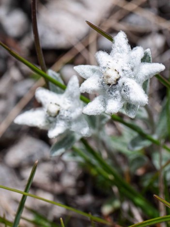 Edelweiss, leontopodium alpinum cassin