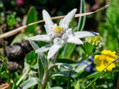 Edelweiss, Leontopodium alpinum