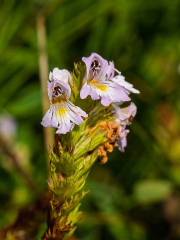 Euphraise officinale ou Casse-lunettes