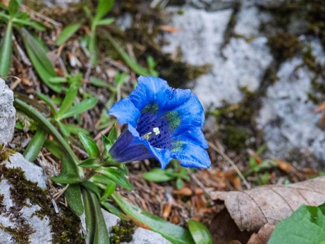 Gentiane acaule