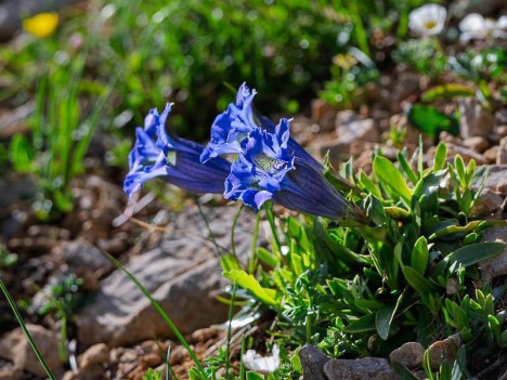 Gentianes à feuilles étroites, Gentiana augustifolia