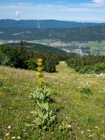 Gentiane Jaune fleurie, juil. 2021