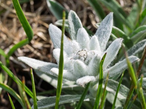 Edelweiss