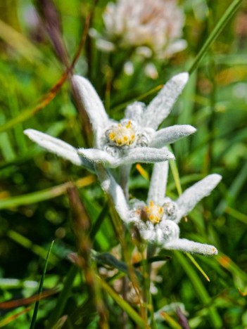 Edelweiss