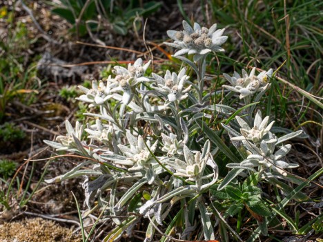 Un bouquet d'Edelweiss, sept. 2019