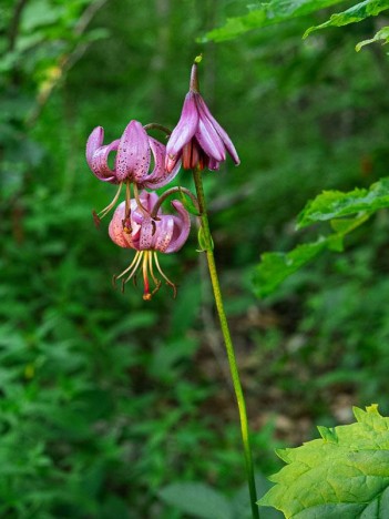 Fleurs de Lis Martagon
