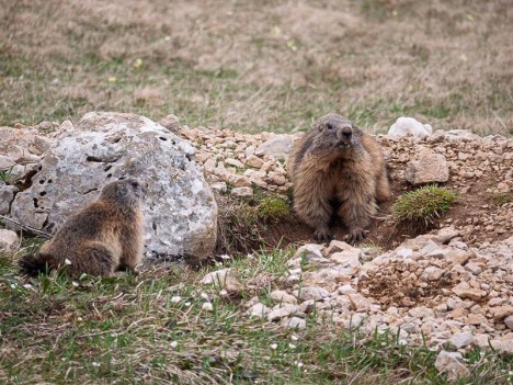 Marmottes près de leur terrier – Marmota-marmota