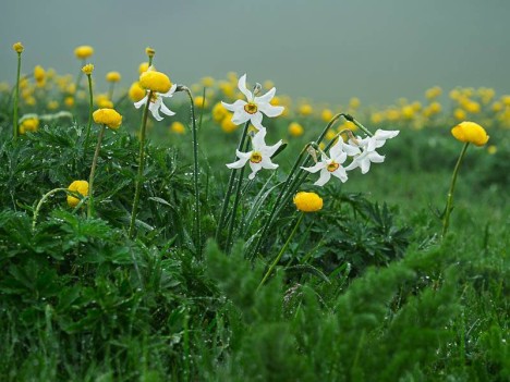 Narcisse des poètes, Narcissus poeticus
