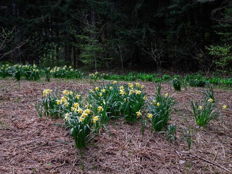 Jonquilles en bouquet
