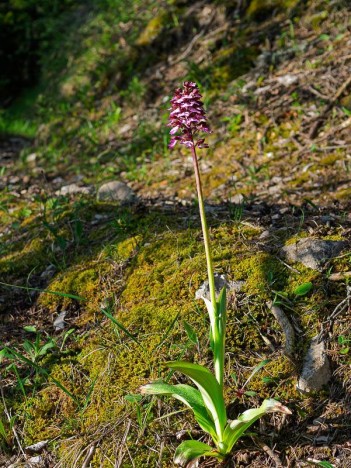 Orchis pourpre, Orchis purpurea