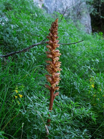 Orobanche