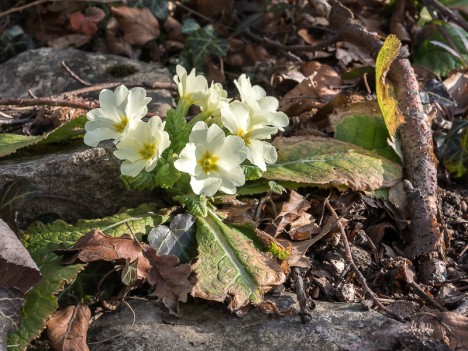 primula-vulgaris-vercors-royans-serre-cocu.jpg