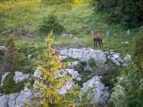 Un chamois solitaire, juil. 2021