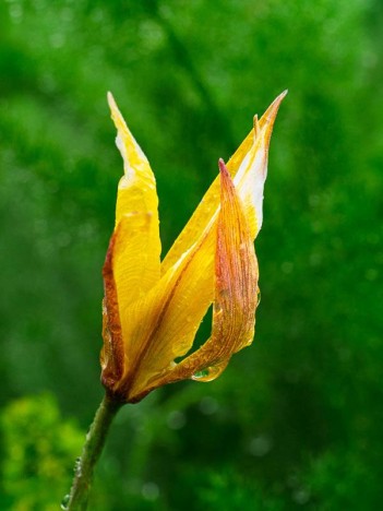 Tulipe méridionale ou australe