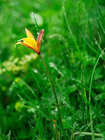 Tulipe méridionale ou australe