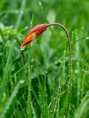 Tulipe méridionale ou australe, juin 2012