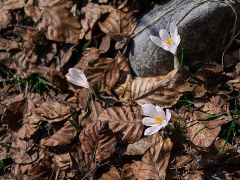 Crocus vernus, Safran du Printemps