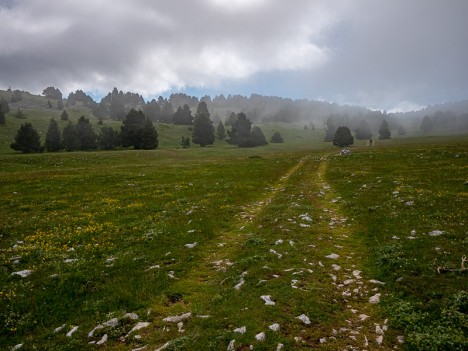 La plaine de Combe Male, juin 2021