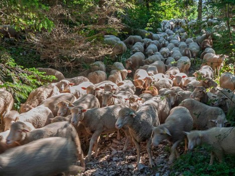 Troupeau de moutons sous la cabane de Carrette