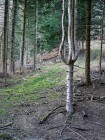 Sapin-chandelier sous les Rochers du Paillet