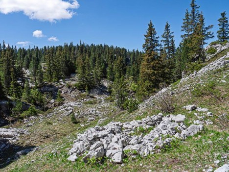 La ruine d'une jasse