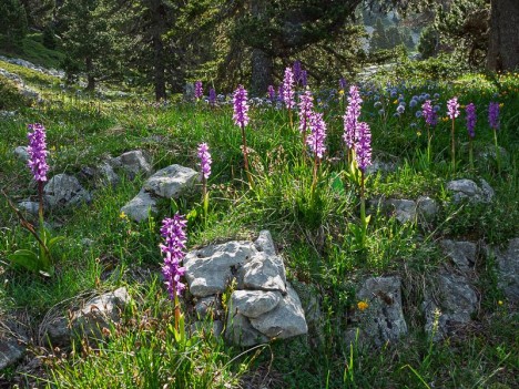 Orchis de Lange sous le Pas de Berrièves