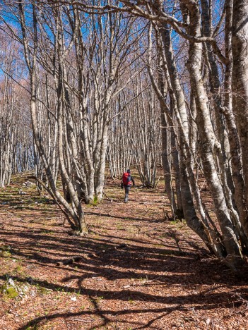 vercors-montagne-chovet-forêt-hetres.jpg