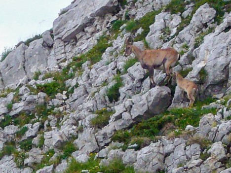 Étagne suitée de son cabri