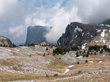 Les bouquetins du Pas de la Selle