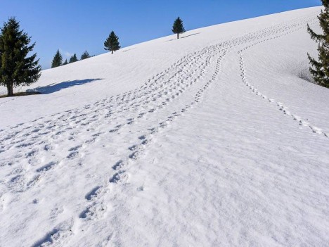 Des traces sur la neige