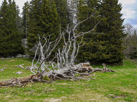 Arbre mort