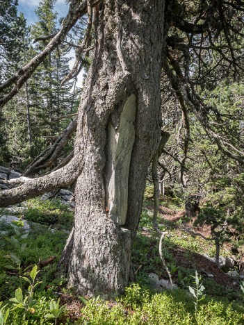 Arbre à poix