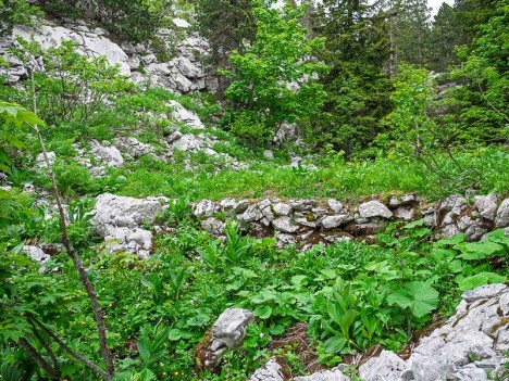 Remblai d'une plateforme charbonnière - Combe Morta