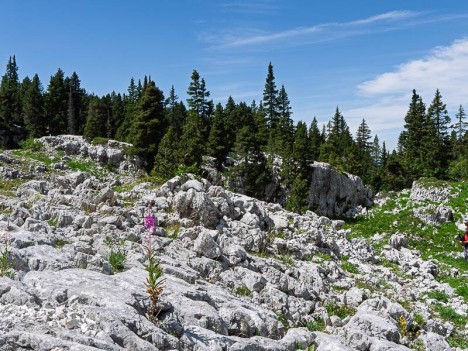 Laurier de Saint-Antoine, Epilobe sur le lapiaz