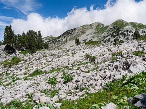 Lapiaz sous les Rochers de la Peyrouse