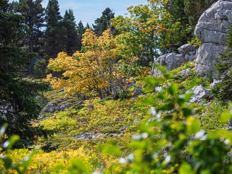 Premières couleurs d'automne
