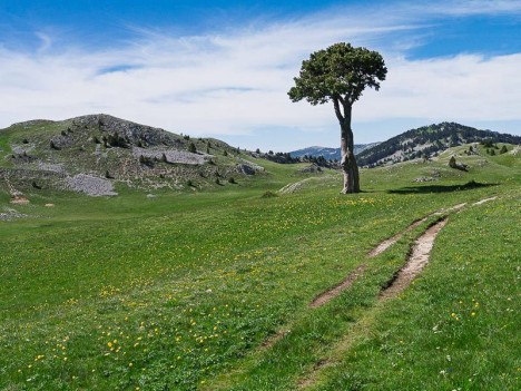 l'arbre taillé emblématique de la plaine de la Queyrie