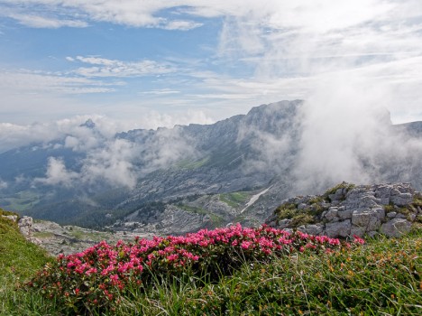 Rhododendrons de la crête des Rochers des Jaux