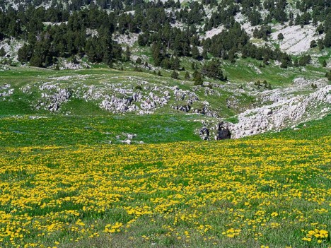 Fleurs de Pissenlits sur les pelouse des Rochers du Parquet