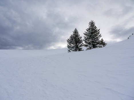 Sapins au Col de l'Arc