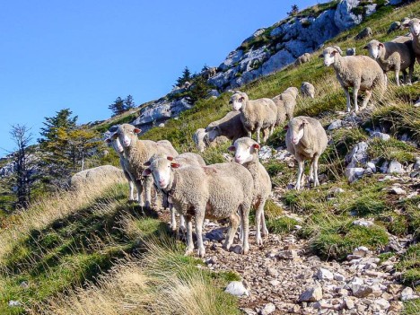 Des moutons sous le Pic Saint-Michel
