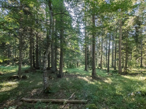 En lisière de la Clairière de la Sarna