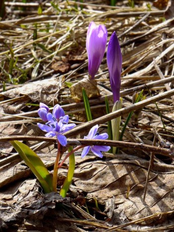 Crocus et Scilles à deux feuilles