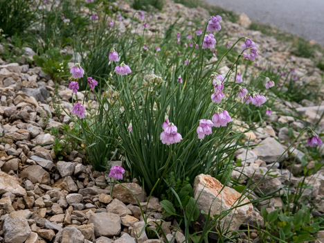 Ail à fleur de Narcisse