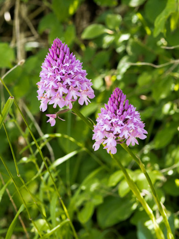 Fleurs d'Orchis pyramidal