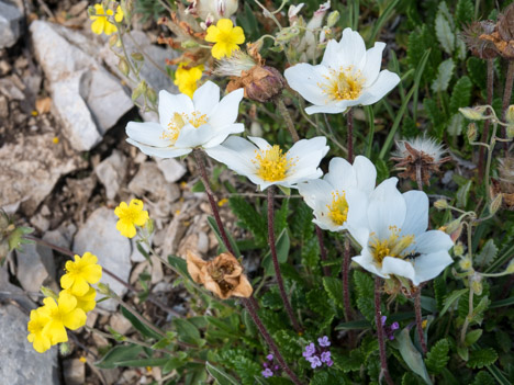 Pulsatille des Alpes