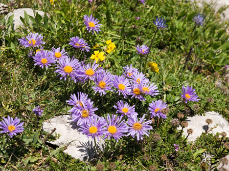 Aster des Alpes